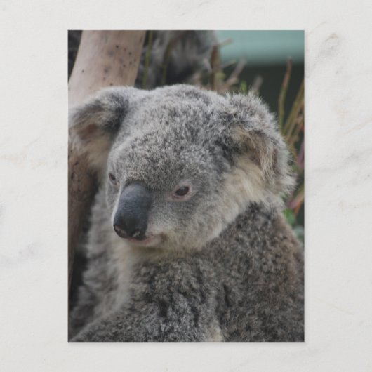 Koala Briefkaart (Voorkant)