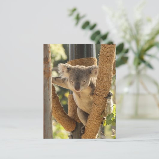 Koala Briefkaart (Staand voorkant)
