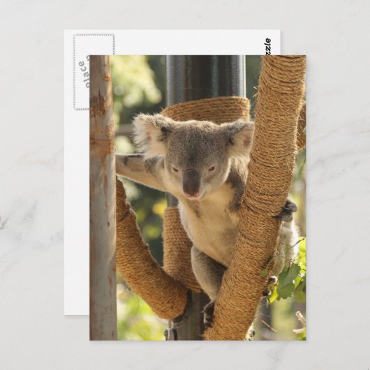 Koala Briefkaart (Voorkant / Achterkant)