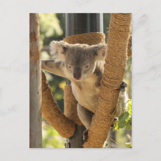 Koala Briefkaart
