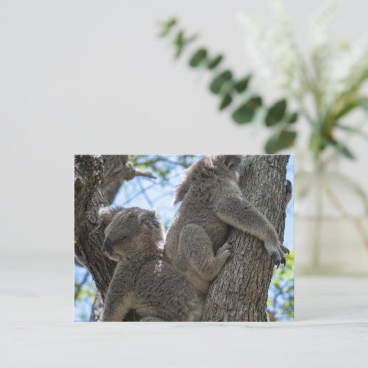 Koala Briefkaart (Staand voorkant)