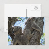 Koala Briefkaart (Voorkant / Achterkant)