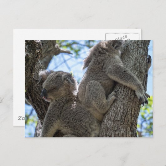 Koala Briefkaart (Voorkant / Achterkant)