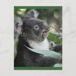 Koala Briefkaart