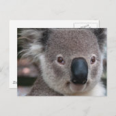 Koala Briefkaart (Voorkant / Achterkant)