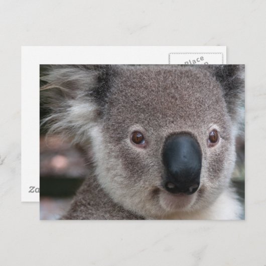 Koala Briefkaart (Voorkant / Achterkant)