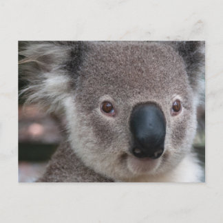Koala Briefkaart