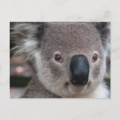 Koala Briefkaart (Voorkant)