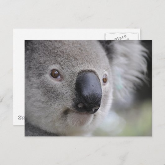 Koala Briefkaart (Voorkant / Achterkant)
