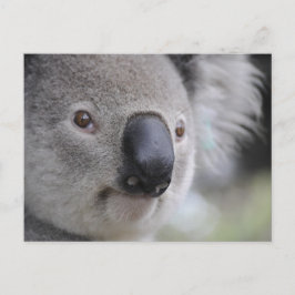 Koala Briefkaart