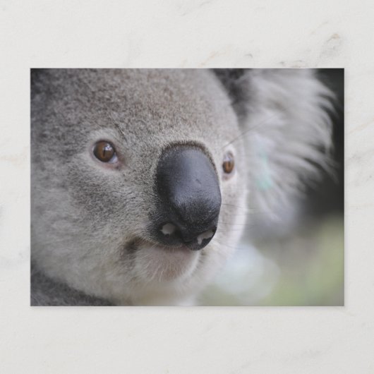 Koala Briefkaart (Voorkant)