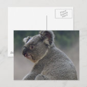 Koala Briefkaart (Voorkant / Achterkant)