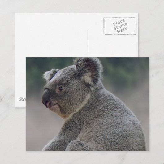 Koala Briefkaart (Voorkant / Achterkant)