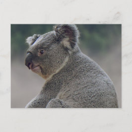 Koala Briefkaart