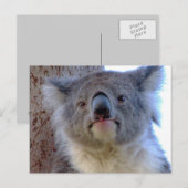 Koala Briefkaart (Voorkant / Achterkant)