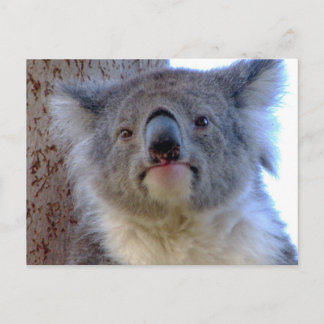 Koala Briefkaart