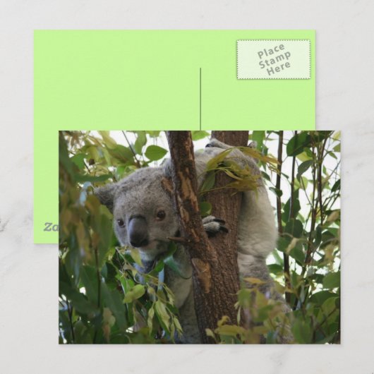 Koala Briefkaart (Voorkant / Achterkant)