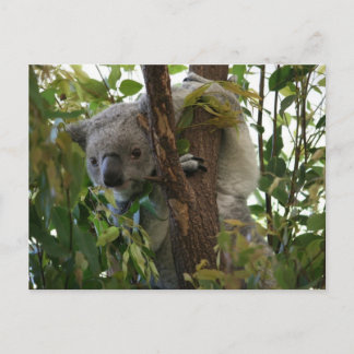 Koala Briefkaart