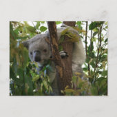 Koala Briefkaart (Voorkant)