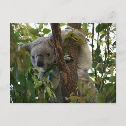 Koala Briefkaart (Voorkant)