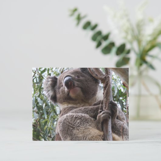 Koala Briefkaart (Staand voorkant)