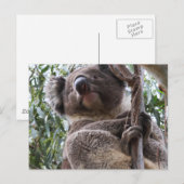 Koala Briefkaart (Voorkant / Achterkant)