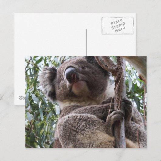 Koala Briefkaart (Voorkant / Achterkant)