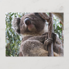 Koala Briefkaart