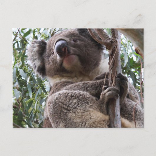 Koala Briefkaart (Voorkant)