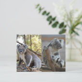 Koala Briefkaart (Staand voorkant)