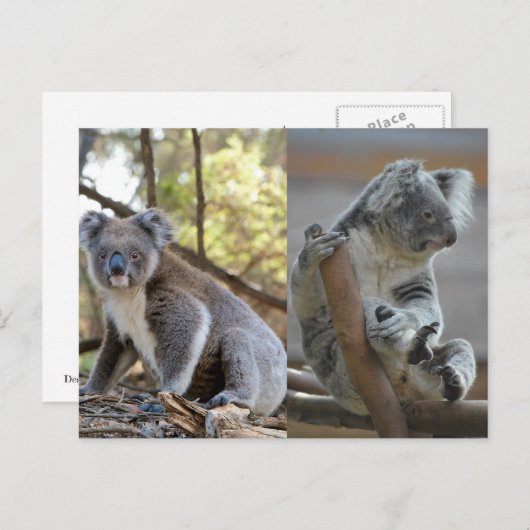 Koala Briefkaart (Voorkant / Achterkant)