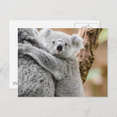 Koala Briefkaart (Voorkant / Achterkant)