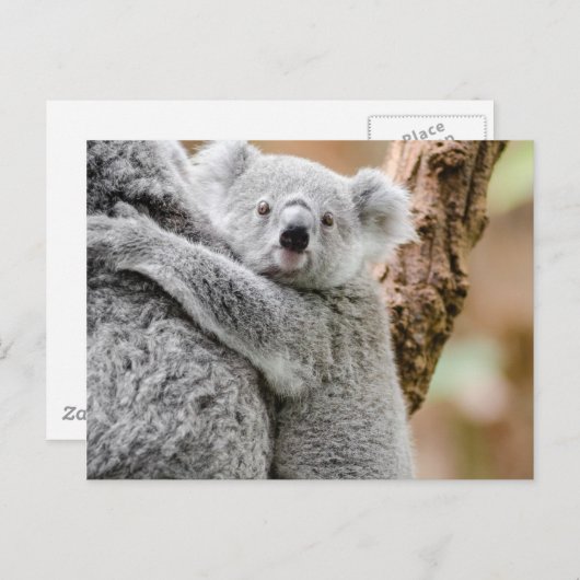 Koala Briefkaart (Voorkant / Achterkant)