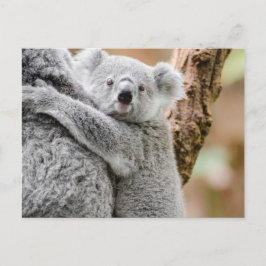 Koala Briefkaart