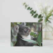 Koala Briefkaart (Staand voorkant)