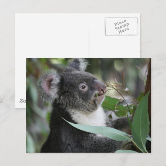 Koala Briefkaart (Voorkant / Achterkant)