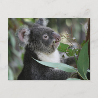 Koala Briefkaart