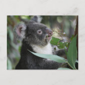 Koala Briefkaart (Voorkant)