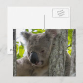 Koala Briefkaart (Voorkant / Achterkant)