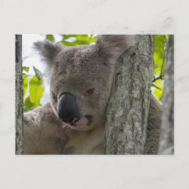 Koala Briefkaart