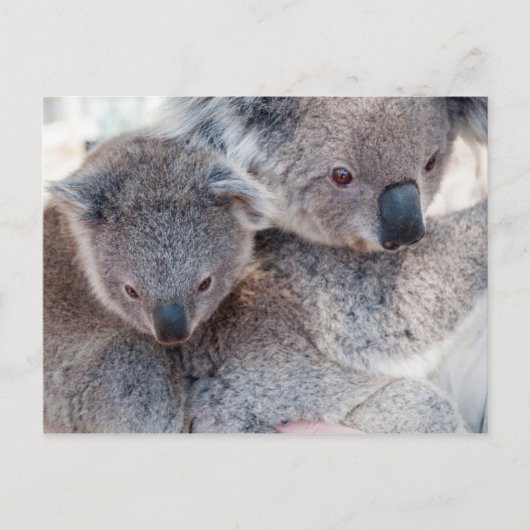 Koala Briefkaart (Voorkant)
