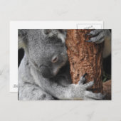 Koala Briefkaart (Voorkant / Achterkant)