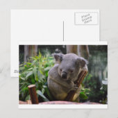 Koala Briefkaart (Voorkant / Achterkant)