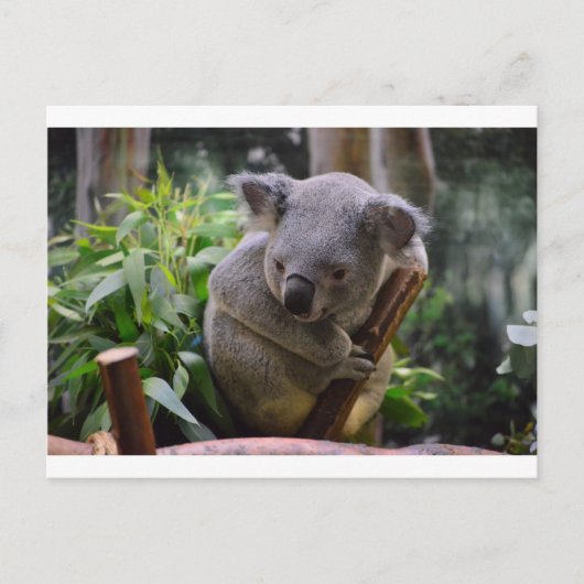 Koala Briefkaart (Voorkant)