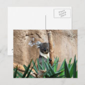 Koala Briefkaart (Voorkant / Achterkant)