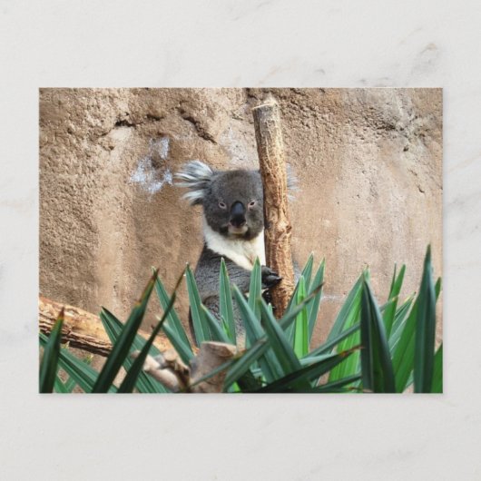 Koala Briefkaart (Voorkant)
