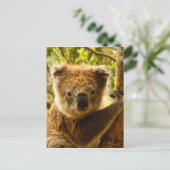 Koala Briefkaart (Staand voorkant)