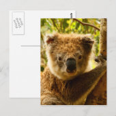 Koala Briefkaart (Voorkant / Achterkant)