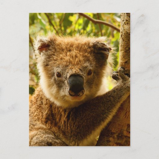 Koala Briefkaart (Voorkant)