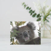 Koala Briefkaart (Staand voorkant)